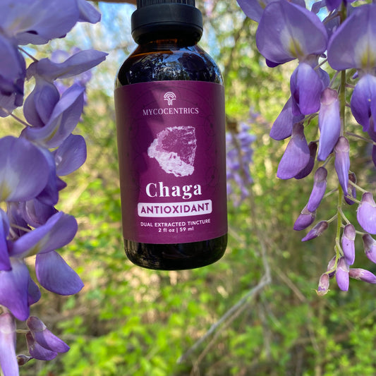 Chaga Liquid Extract