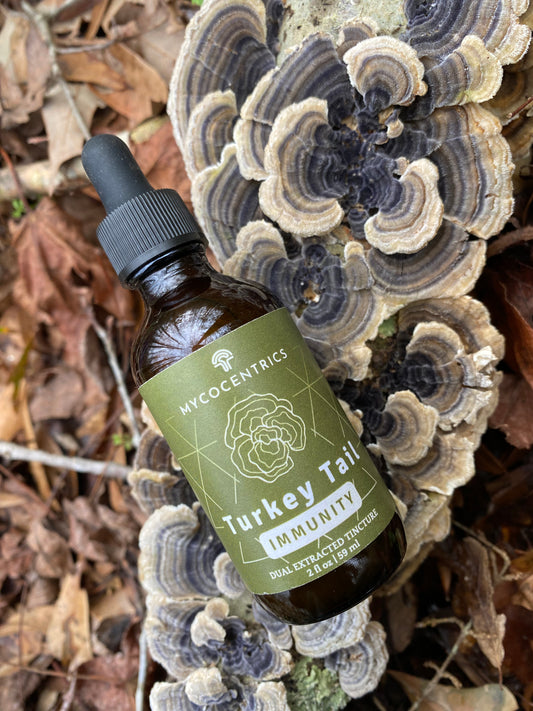 Turkey Tail Liquid Extract